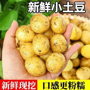 正宗恩施小土豆农家新鲜洋芋迷你黄心士豆马铃薯整箱蔬菜