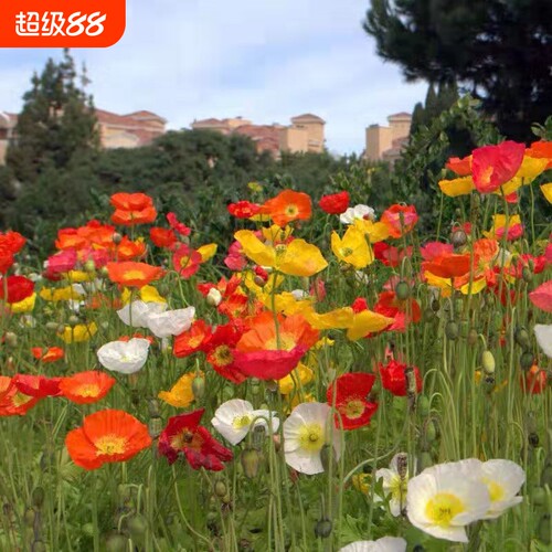 虞美人种子混色冰岛虞美人种子耐寒耐热四季阳台庭院盆栽花卉种子