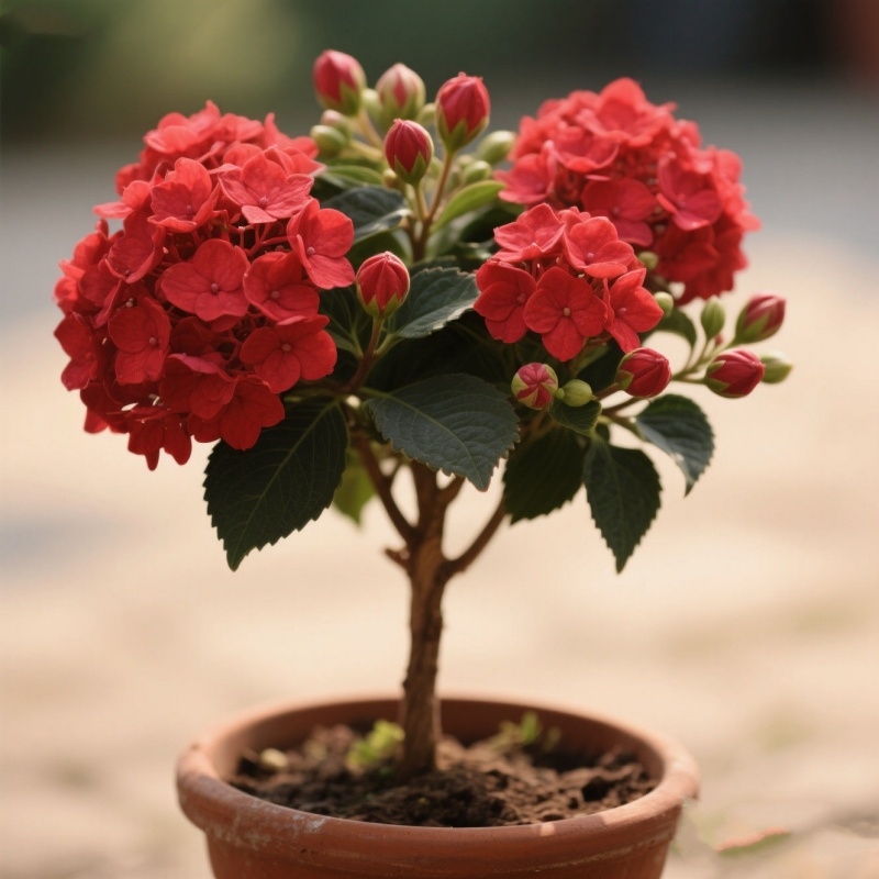 大花木绣球庭院地栽盆栽绿植木本花苗中华斗绣球树苗客厅品种多色