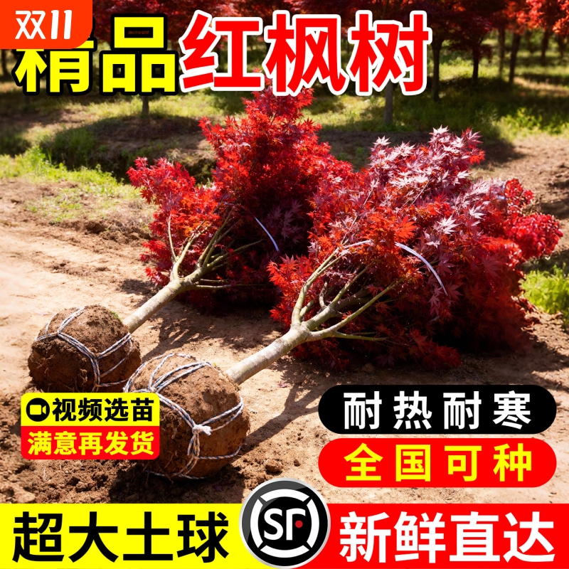 【回购TOP】精品红枫树苗包成活
