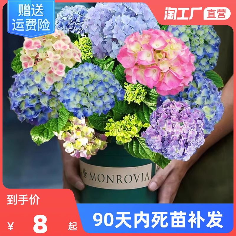 无尽夏绣球花苗盆栽带花苞四季开花卉绿植物室内阳台庭院老桩鲜花