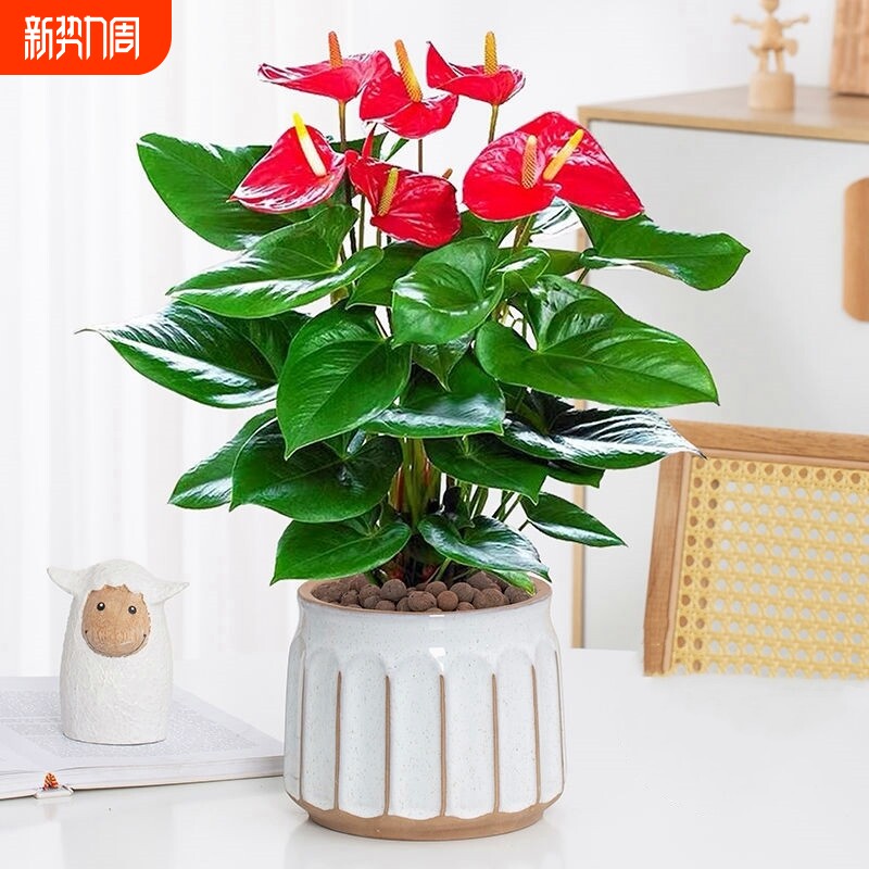 红掌盆栽带花鸿运当头一帆风顺客厅水培植物花卉鲜花绿植多规格