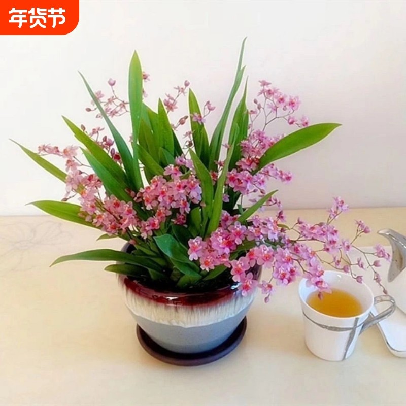 浓香型梦香文心兰冬季带花苞年宵花卉室内植物水培盆栽好养易活,鲜花速递/花卉仿真/绿植园艺,时令草本花卉,淘宝优惠券,粉丝福利购,淘宝优惠卷