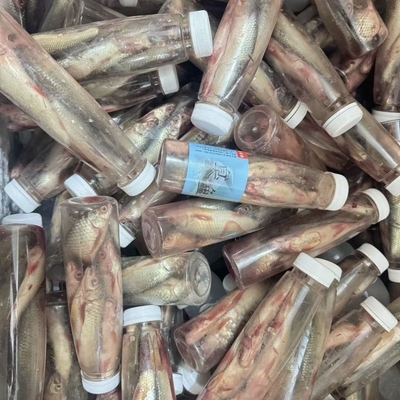 钓鲶鱼的臭鱼江团鱼饵野钓大口