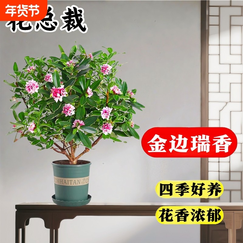 金边瑞香盆栽浓香型绿植室内老桩客厅观花植物耐寒好养活四季花卉