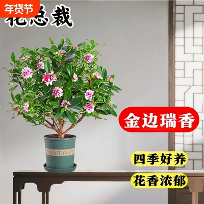 金边瑞香30天养死包赔耐寒易养活