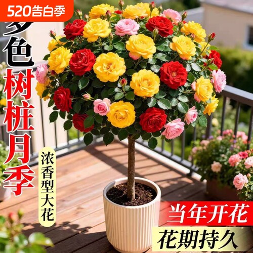棒棒糖树桩月季盆栽四季开花植物浓香嫁接树状月季花树苗特大花卉