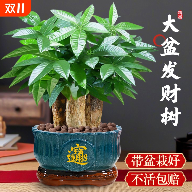 大盆发财树小盆栽三杆开业招财绿植物办公室客厅旺宅中式盆景好养
