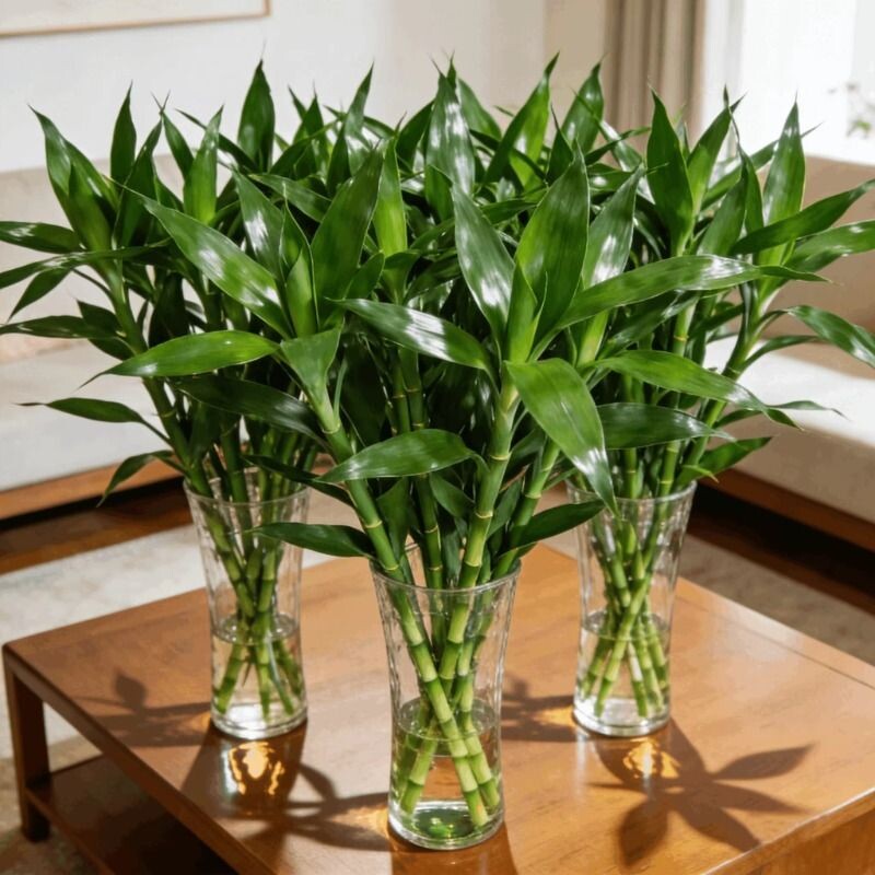 富贵竹水培植物客厅招财花卉绿植盆栽室内四季好养粗杆带根水竹子