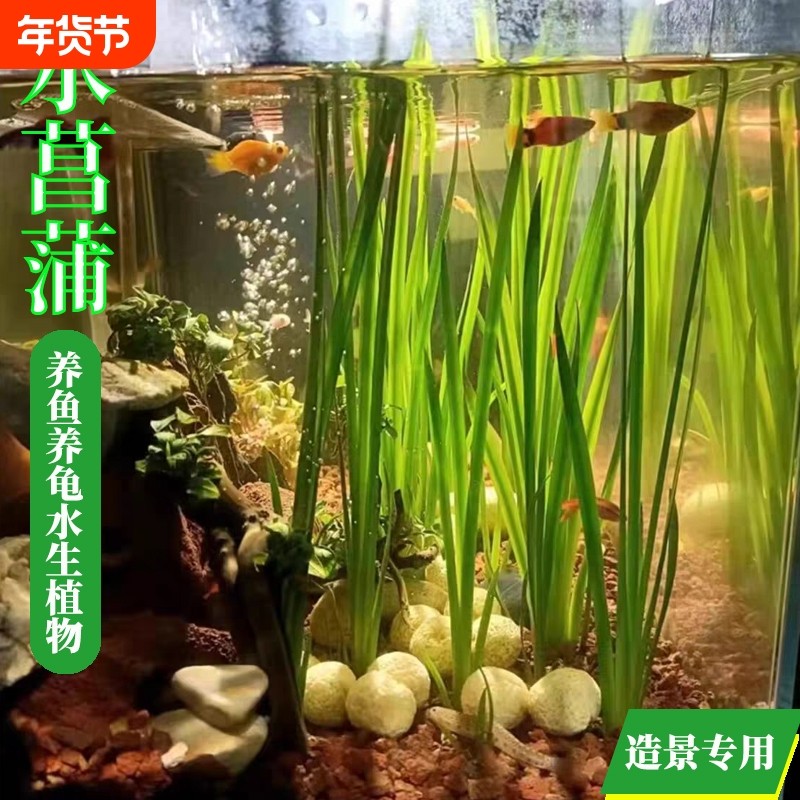 水菖蒲水培植物阳台办公室养龟养鱼沼泽过滤净化水质庭院挺水植物,鲜花速递/花卉仿真/绿植园艺,绿植,淘宝优惠券,粉丝福利购,淘宝优惠卷