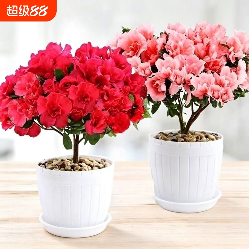 四季杜鹃花盆栽带花苞红杜鹃花树苗老桩长寿花卉室内客厅植物阳台图片