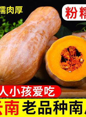 正宗红土农家老南瓜新鲜云南蜜本自种宝宝辅食软糯面甜老品种南瓜