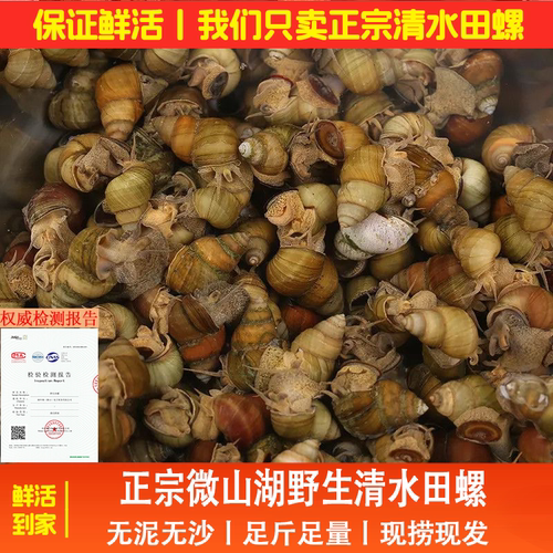 清水田螺鲜活新鲜无沙商用批发