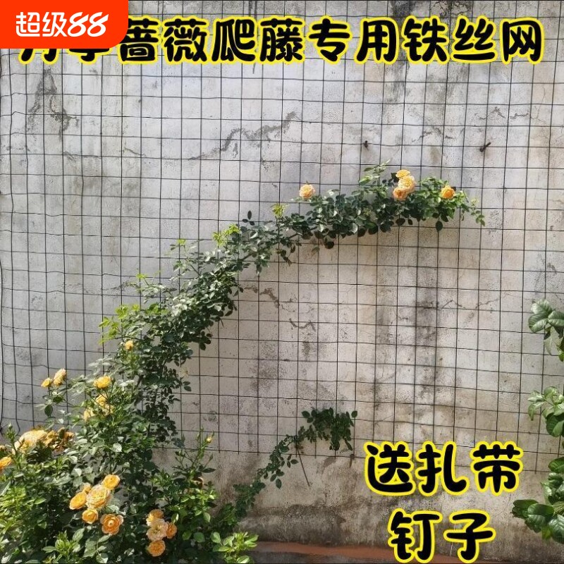 植物爬藤网月季爬藤网图片