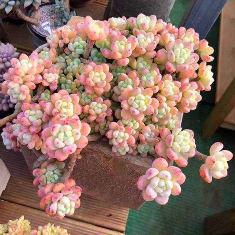 可爱香水群生劳尔多头老桩香味多肉植物室内办公室创意盆栽绿植花