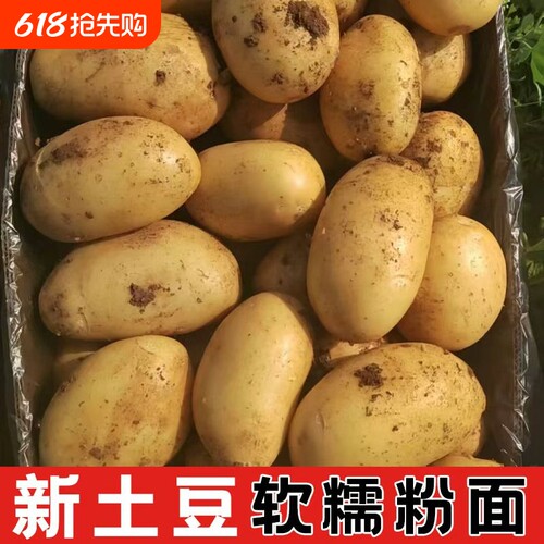今年当季新鲜现挖黄心沙面土豆