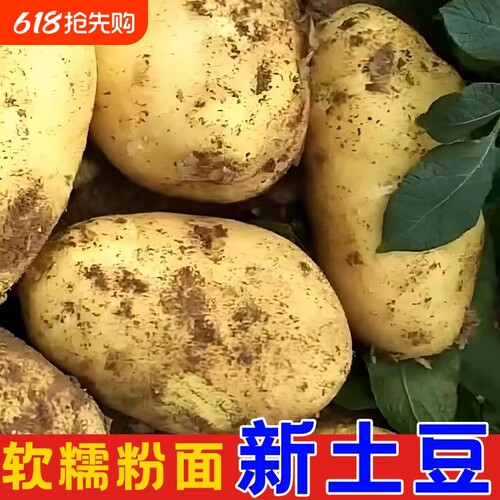 贵州土豆整箱新鲜高山洋芋