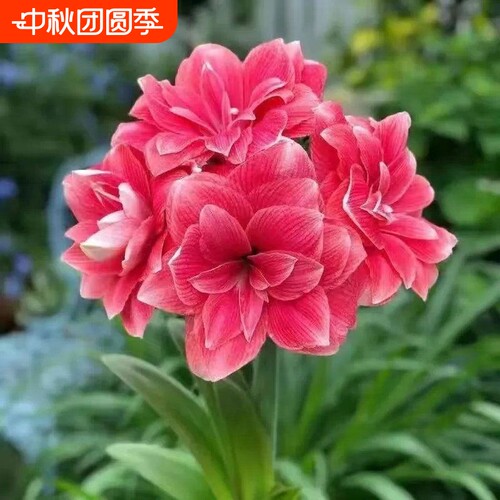 四季开花进口荷兰重瓣朱顶红种球花卉绿植盆栽植物香妃花期甜蜜