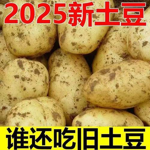 2025新土豆沙面糯香黄皮黄芯黄心土豆新鲜新土豆黄皮土豆蔬菜现挖
