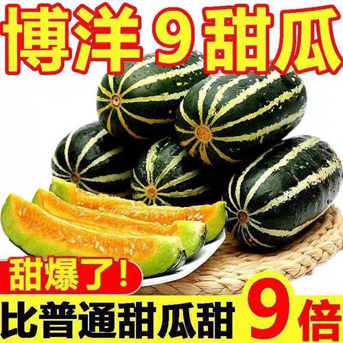 顺丰包邮博洋9号甜瓜香瓜瓜甜瓜超甜脆瓜薄皮应季新鲜水果