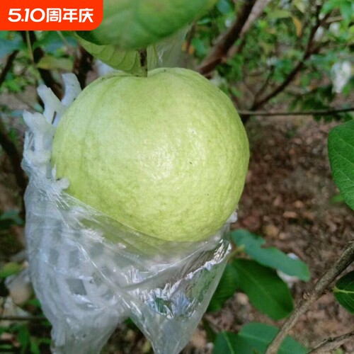 脆口广东本地脆甜新鲜番石榴白心芭乐水果包邮潘石榴巴乐当季热带