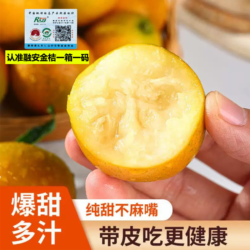 【顺丰】脆蜜金柑三代金桔大果广西新鲜正宗水果纯甜柳州融安礼盒