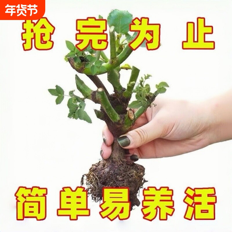 玫瑰花苗老桩四季开花盆栽花卉植物室内庭院月季花树苗四季带花苞