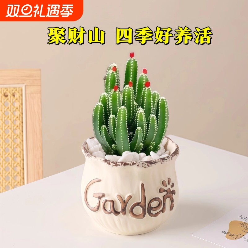 万重山多肉植物室内盆栽带陶瓷花盆仙人球花卉绿植好养活客厅带盆