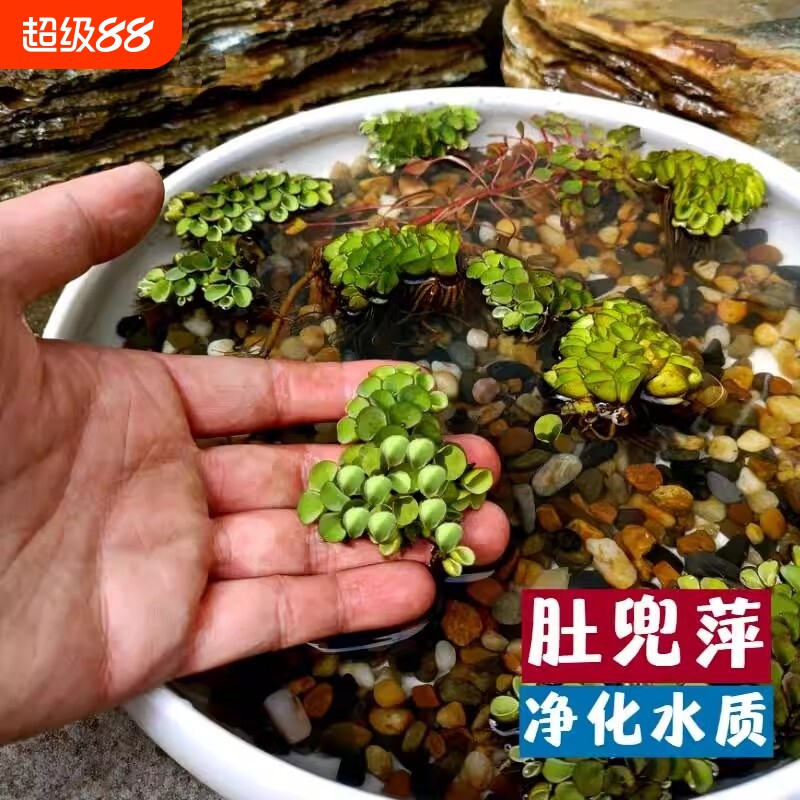 肚兜萍浮萍水生植物水培鱼塘鱼池躲避鱼缸养鱼虾净化水质增氧水草图片