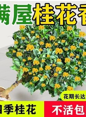 桂花盆栽树苗四季桂开花室内阳台庭院浓香型花卉绿植物金桂耐寒