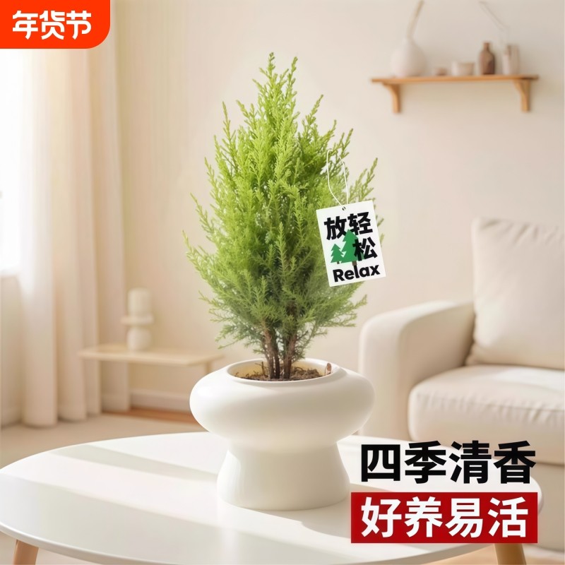 香冠柏小香松盆栽植物四季绿植阳台室内室外好养圣诞树宝塔松树苗,鲜花速递/花卉仿真/绿植园艺,绿植,淘宝优惠券,粉丝福利购,淘宝优惠卷