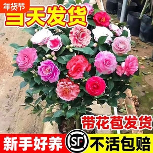 山茶花盆栽带花苞好养树苗杜鹃花卉植物室内五色赤丹四季开花阳台