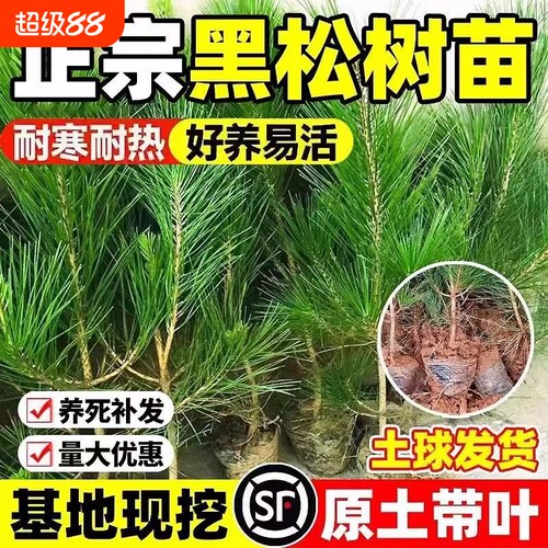黑松树苗园林绿化工程苗木松树苗庭院阳台盆栽南北方种植四季常青