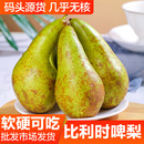 进口青啤梨比利时新鲜水果当季 荷兰孕妇儿童软梨子小核丑青啤梨