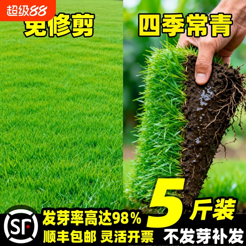草坪草籽四季常青护坡固土狗牙根黑麦草种子矮生庭院地毯草皮绿化