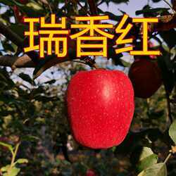 正宗庆阳瑞香红苹果清甜多汁营养丰富新鲜水果多规格