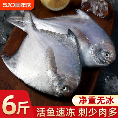顺丰到家！！！舟山野生大鲳鱼