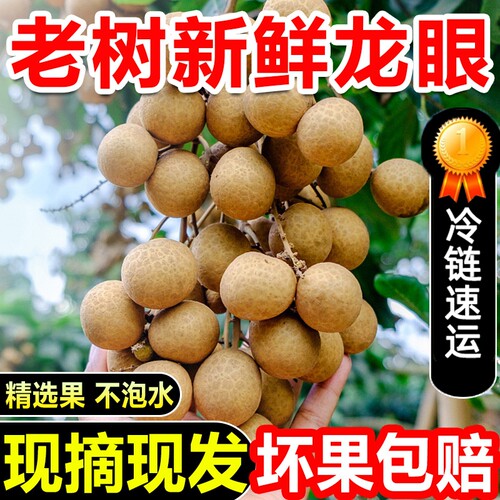 正宗石硖龙眼顺丰包邮锁鲜直达
