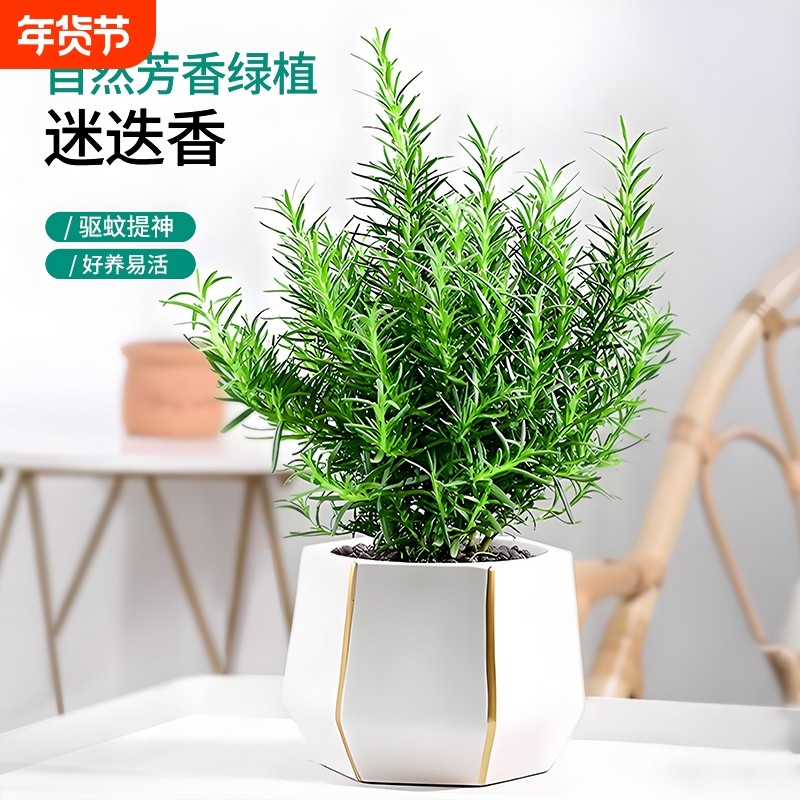 迷迭香盆栽水培植物可食用薄荷大株百里香用蛋糕装饰香草驱蚊绿植,鲜花速递/花卉仿真/绿植园艺,绿植,淘宝优惠券,粉丝福利购,淘宝优惠卷