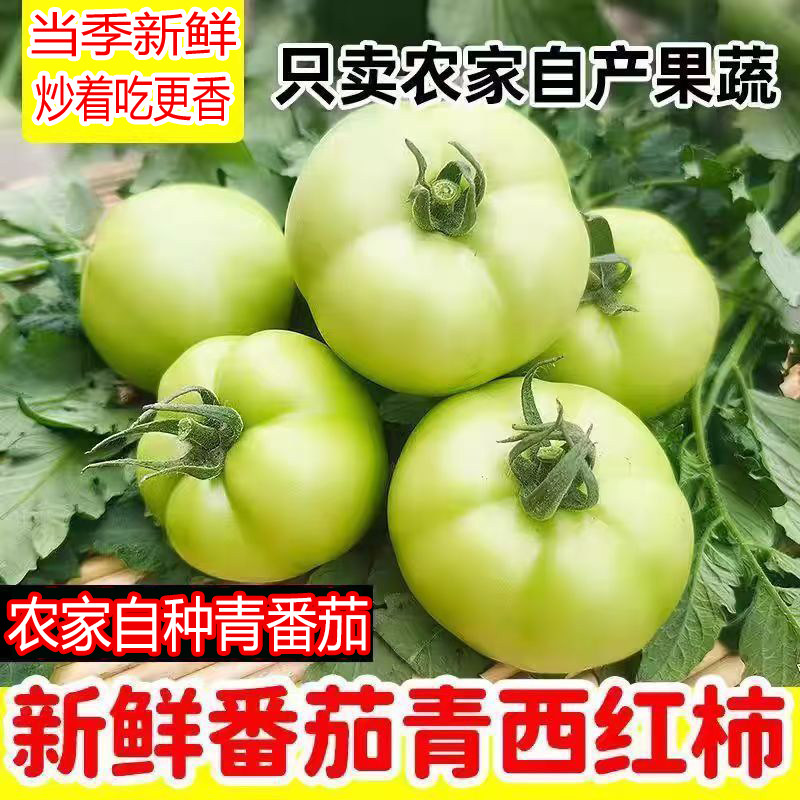 山西青番茄新鲜应季新鲜青西红柿未成熟生蕃茄蔬菜炒着吃更美味