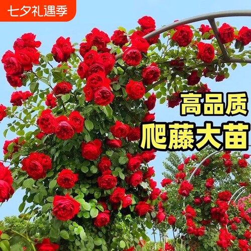 爬墙攀援庭院植物开花藤本月季