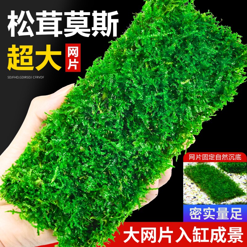 莫斯水草鱼缸造景阴性前景