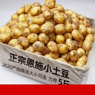 正宗恩施小土豆现挖湖北新鲜黄心土豆当季 蔬菜整箱迷你马铃薯洋芋