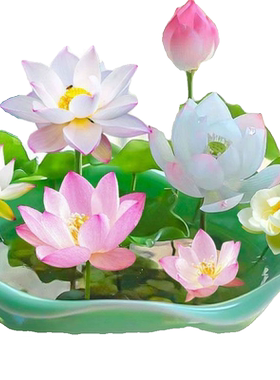 鱼缸水草碗莲四季开花水生植物