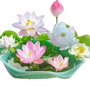 鱼缸水草碗莲水培植物种子四季开花水生植物盆栽无土淡水好养