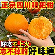 【单果70以上】四川春见耙耙柑净重4.5斤