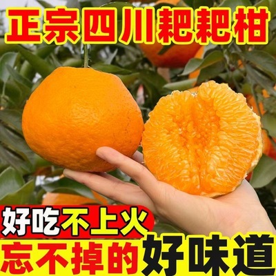 正宗眉山四川春见耙耙柑橘子新鲜水果应季水果橘子现采直发爆汁