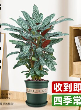 新飞羽竹芋盆栽植物高档绿植室内吸甲醛耐阴好养活客厅彩虹精品