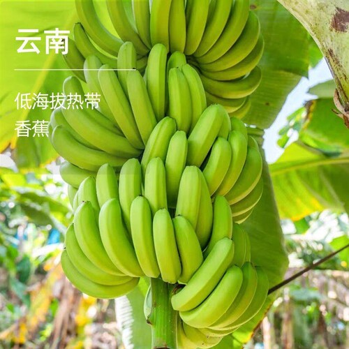 云南高山绿皮甜香蕉5斤新鲜水果威廉斯香蕉大芭蕉小米蕉整箱批发