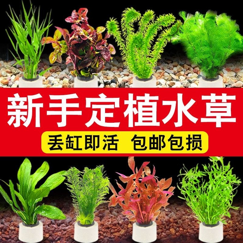 鱼缸水草植物真草造景阴性水榕蜈蚣绿菊净水新手装饰套餐夜光石